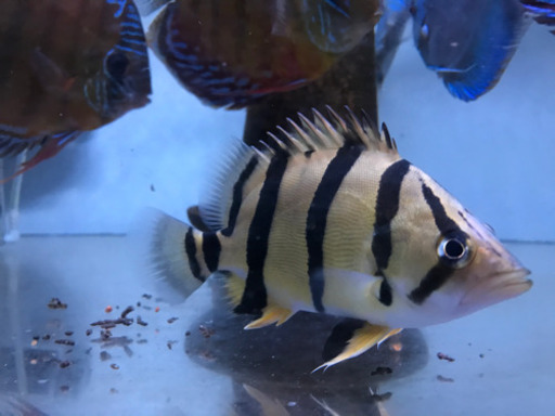 ダトニオ　フォーバータイガー