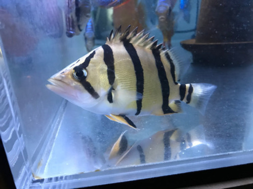 ダトニオ　フォーバータイガー