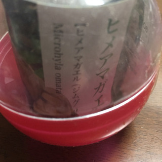 ヒメアマガエル カプセルトイ