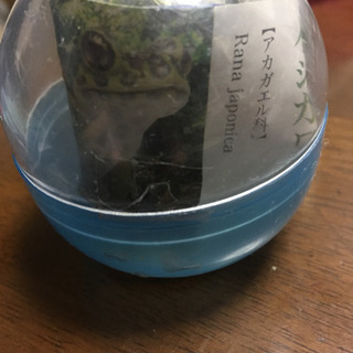 イシカワガエル カプセルトイ