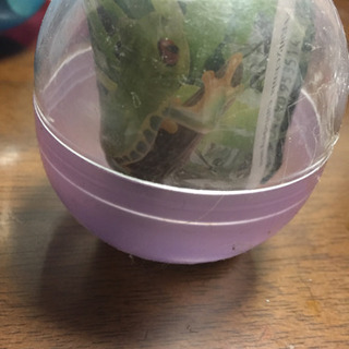 アカメアマガエル カプセルトイ