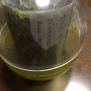 ウシガエル カプセルトイ
