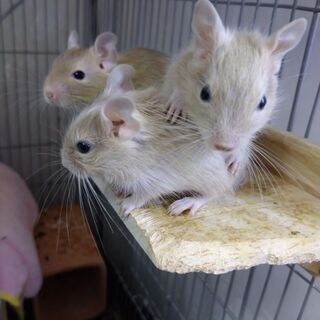 デグー　ベビー３匹　里親募集 一旦新たな応募中止　