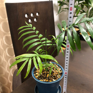 【取引者決定しました】観葉植物　テーブルヤシ②