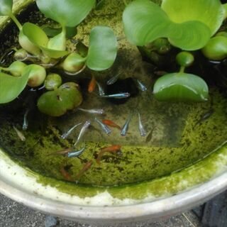 メダカ