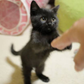 黒猫　子猫　大至急　ご家族が見つかりました。ありがとうございました。