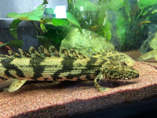 ポリプテルス　熱帯魚