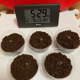 ☆受け渡し終了　ニジイロクワガタ①幼虫4→5匹セット