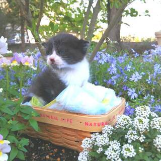 猫の譲渡会in豊明 ～ ちーむ にゃいんず 2021年5月22日...