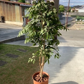 観葉植物（造花)