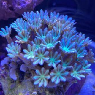 海水水槽サンゴセット