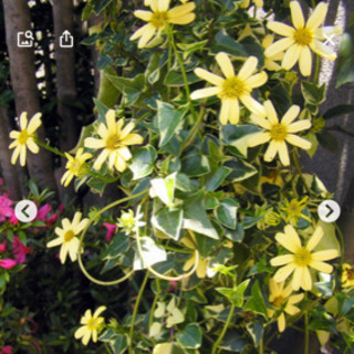 お取引中　観葉植物　マーガレットアイビー鉢植え