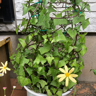 お取引中　観葉植物　マーガレットアイビー鉢植えの画像