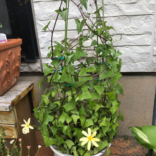 お取引中　観葉植物　マーガレットアイビー鉢植えの画像
