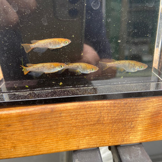 琥珀極ラメメダカ