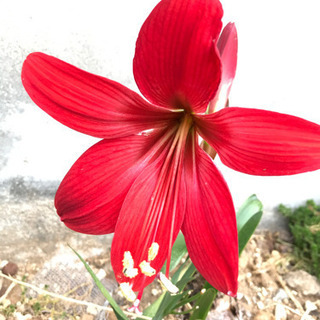 アマリリス　原種　赤色　