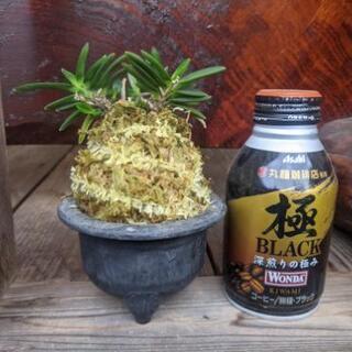 （受け渡し完了）風蘭一鉢、詳細不明豆葉、