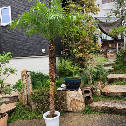 大人気　フェニックス