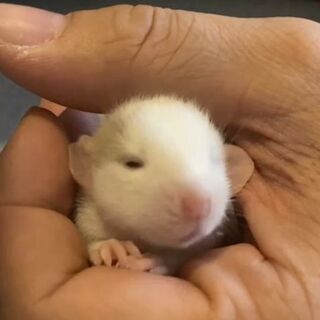 ファンシーラット