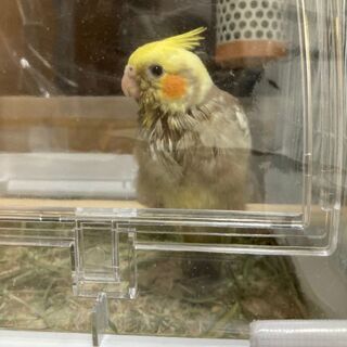 お譲り先が決まりました【オカメインコ里親募集】雛ノーマルシナモンパイド
