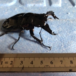 （決まりました）タランドゥスオオツヤクワガタ♂単品④の画像