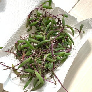 多肉植物　ルビーネックレス　①