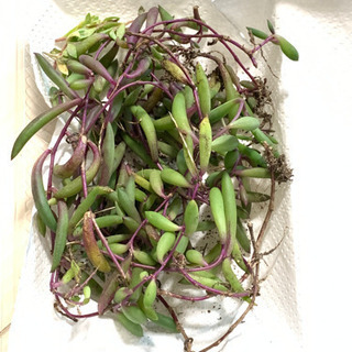 多肉植物　ルビーネックレス　②