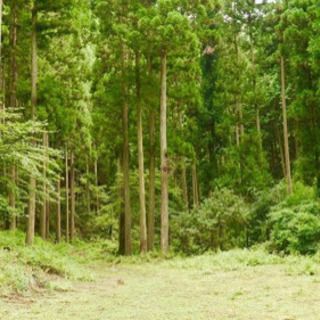 静岡で山林を月額で貸してくれる方