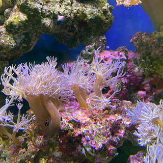 ウミアザミ　サンゴ2