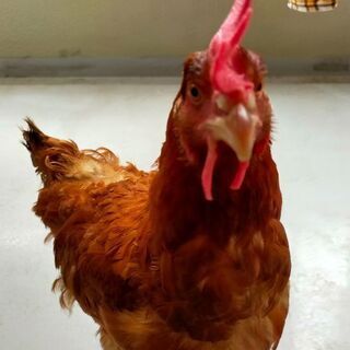 ニワトリ　メス【アトムちゃん】　1才