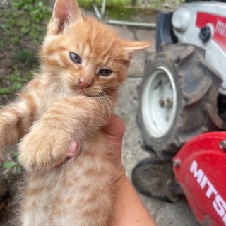 〆切ました　生後2か月くらい　保護猫です　