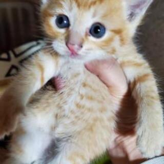 急募 猫保護しました
