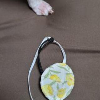 ワンちゃん用の手作り眼帯を制作できる方を募集 - 藤沢市