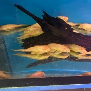 飼育に困った熱帯魚引き取ります