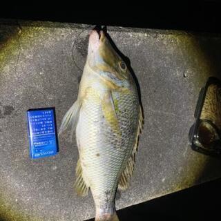 打ち込み釣り