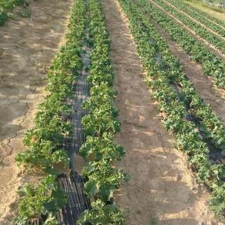 農業に興味ある方【日払可】の画像