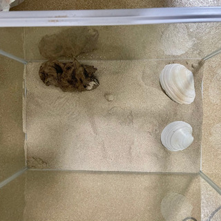 ヤドカリの飼育セット