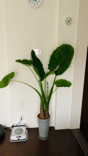 大型観葉植物　クワズイモ　8号