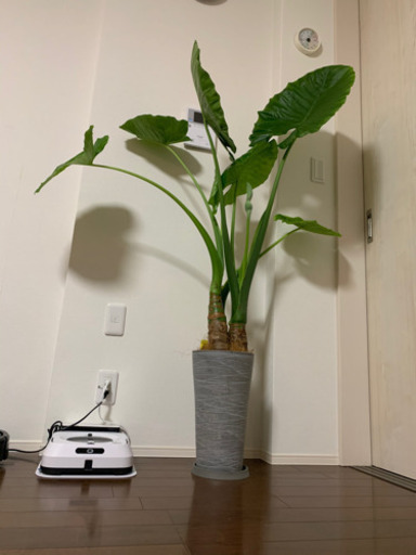 大型観葉植物　クワズイモ　8号