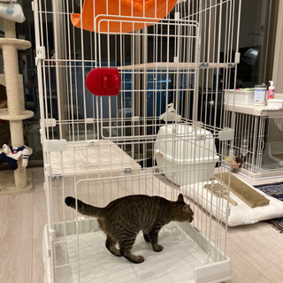 キャットケージ　※現在取引中※