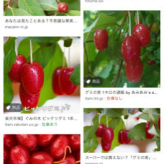 グミの実、山桃お譲りください