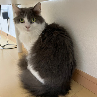ふさふさモコモコです