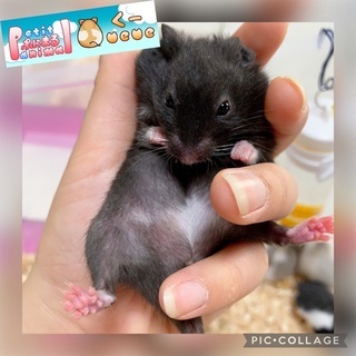 🐹シリアン、キャンベルハムスター販売中🐹