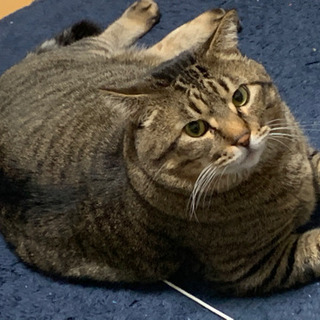 キジトラ猫です