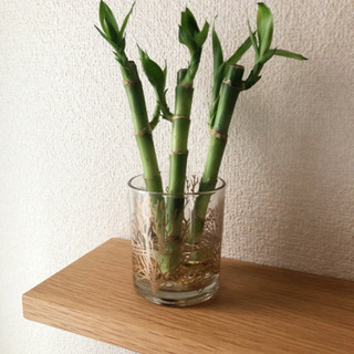 観葉植物　ミリオンバンブー　3本セット　ナチュラルキッチンのおし...
