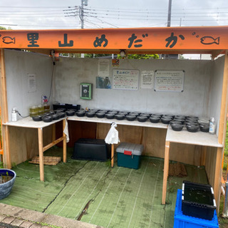 里山めだかのメダカ無人販売所　5/17 出店