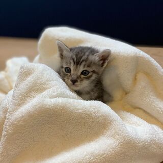 産まれて3週間の子猫ですの画像