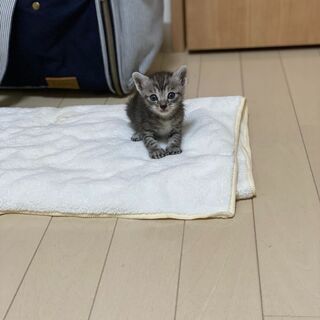 産まれて3週間の子猫です - 港区