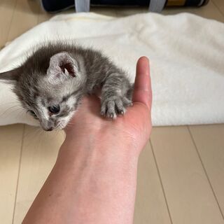 産まれて3週間の子猫です - 猫