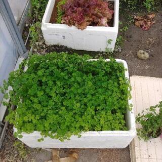 パセリ苗売ります❗
